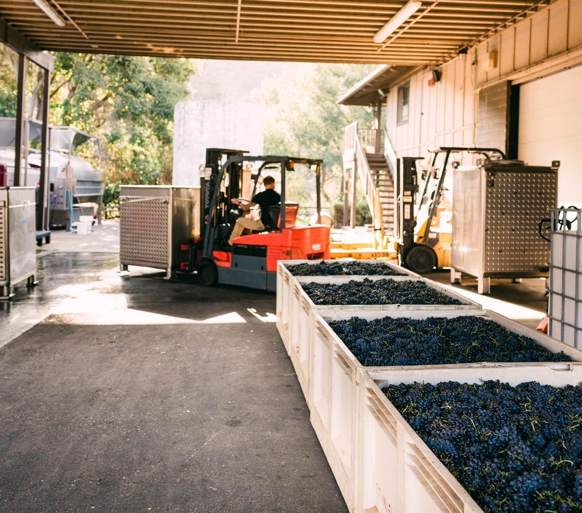 Bins of harvested grapes at the winery