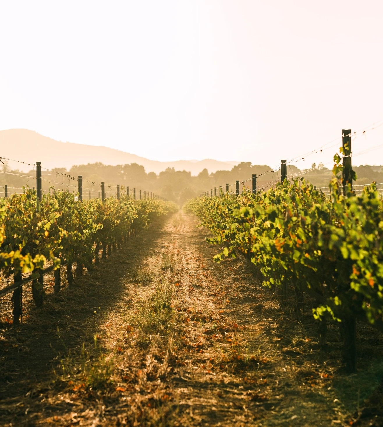 Sunlight between rows of vines